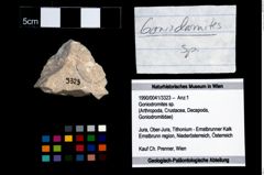Foto (Objekt + Etikett) von Goniodromites sp.  (NHMW-GEO-1990-0041-3323)